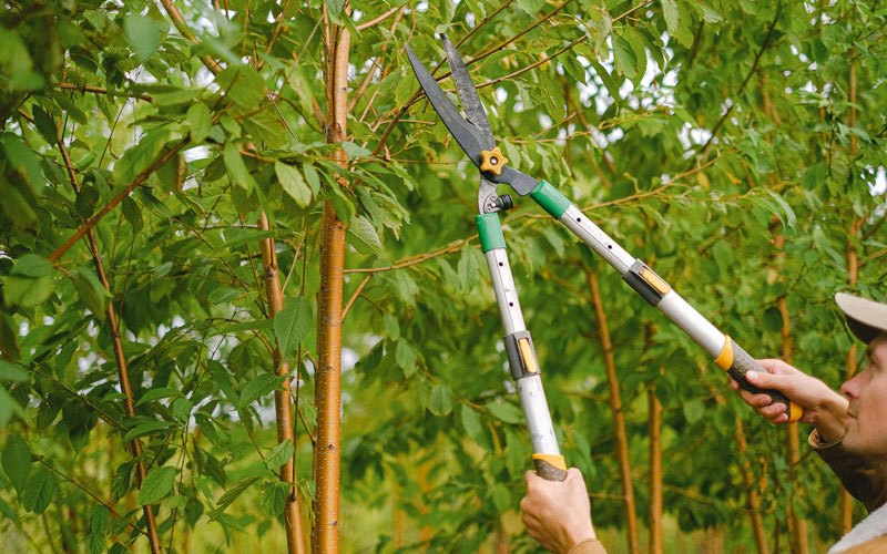 Tree trimming in North Pownal, VT