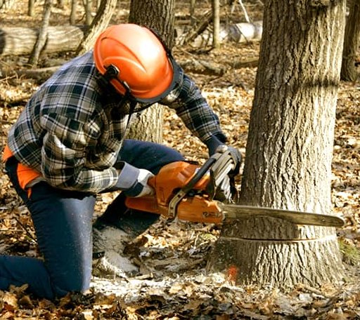 Tree Removal in North Pownal, VT